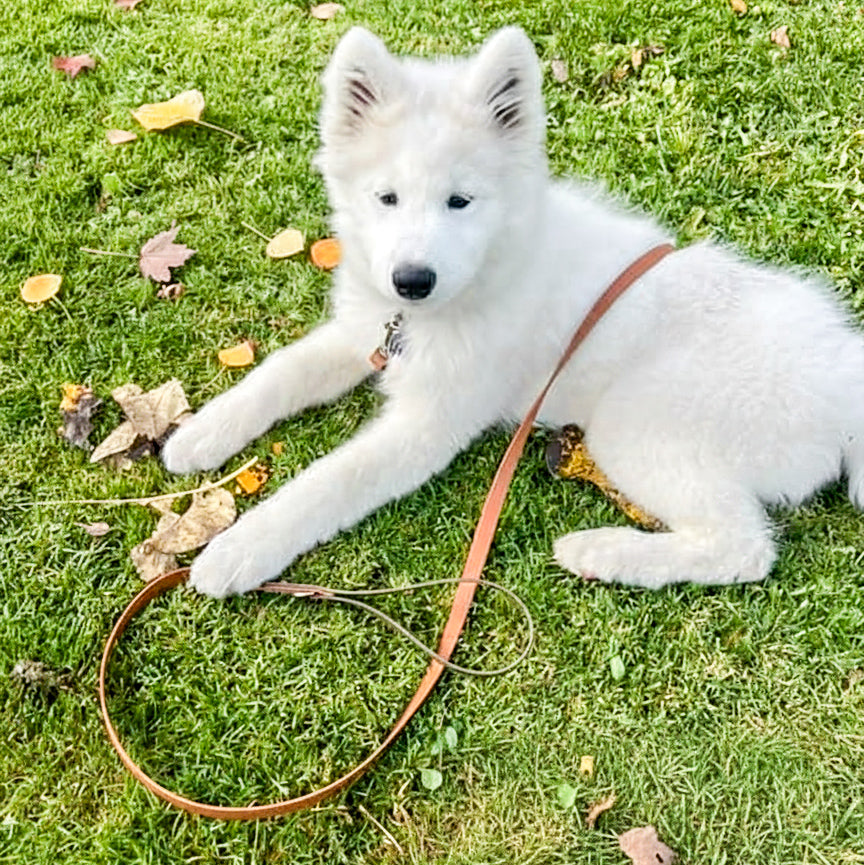 The Alpine Leash - Custom Accent Handle Biothane® Dog Leash
