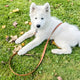 The Alpine Leash - Custom Accent Handle Biothane® Dog Leash