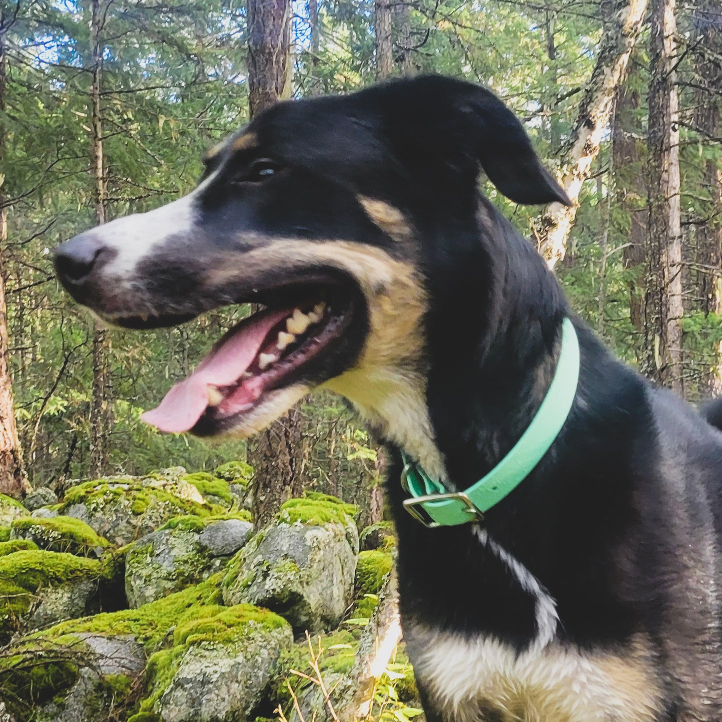 The Trail Collar - Custom Solid Biothane® Dog Collar
