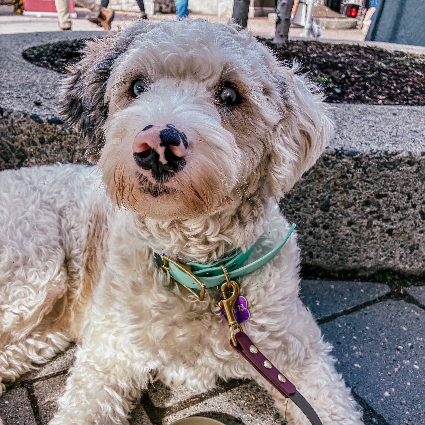 The Summit Leash - Custom Two-Tone Biothane® Dog Leash