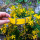 marigold